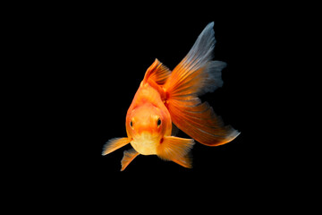 Wall Mural - Goldfish swimming on black background 