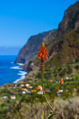 Wall Mural - Flowers on coast in Boaventura - Madeira Portugal