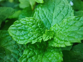 Sticker - Closeup shot of fresh green mint plant leaves under the light