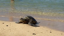 An Endangered Hawaiian Green Sea Turtle Resting On Poipu Beach, Kauai, Hawaii - Shot In 4K