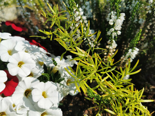 Poster - Closeup of green leaves and white petunias growing in the garden