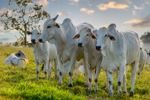 Herd Of Nelore Cattle On Pasture