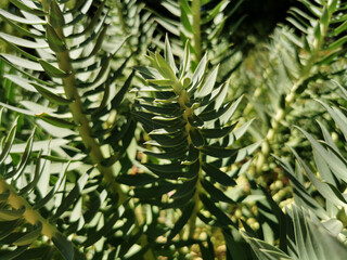 Sticker - Selective focus shot of Eastern Cape blue cycad in the botanical garden in Madrid, Spain