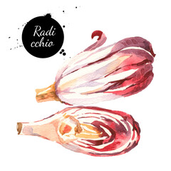 Watercolor radicchio red treviso chicory. Isolated food illustration on white background