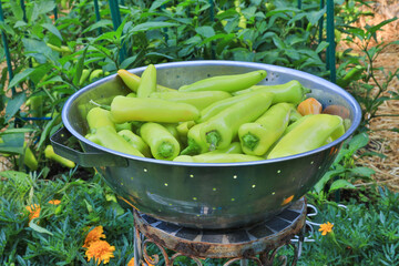 Canvas Print - Closeup shot of a colander of bandana peppers in a garden with marigold flowers in the background