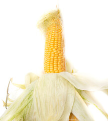 Canvas Print - Ripe ear of corn isolated on a white background.