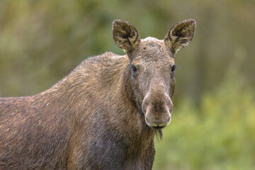 Sticker - Moose female portrait with tranquil background