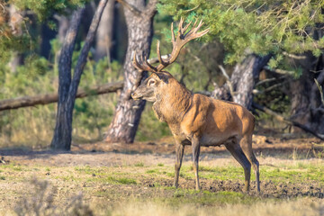 Sticker - Red deer rutting season Veluwe