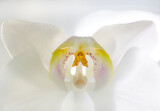 Fototapeta Storczyk - Orchid flower, close up details