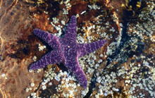 Purple Sea Star Laying On A Barnacle Covered Rock In The Saltwater In British Columbia