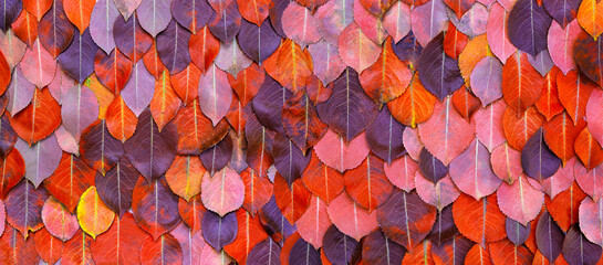 Wall Mural - Autumn leaves background as floral pattern or wallpaper for fall season concept and plant design. High quality details.