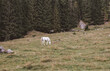 Weißes Pferd auf einer Weide 