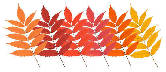 Wall Mural - Autumn leaves pattern isolated on white background for fall season concept.