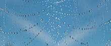 Dew Drops On Spider Mesh, Net - Macro Photography