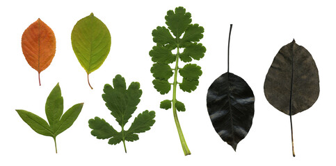Wall Mural - Collection of autumn leaves isolated on white background for fall design.