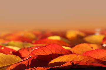 Wall Mural - Autumn leaves on ground for fall season concep. Close-up on natural background of colourful foliage.