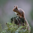 Red Squirrel perched on top of a tree stump with a grey background.  