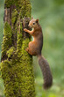 Red Squirrel running up a moss covered tree with a green background.  
