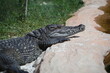 Krokodil auf einem Stein ruhend