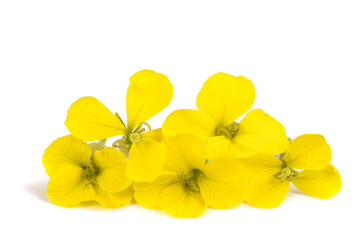 Wall Mural - Yellow Wallflowers