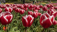 Field Of Red White Tulips In A Park