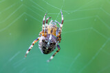 Fototapeta Tulipany - common forest cross spider sitting on web, Araneus diadematus, Europe, Czech Republic wildlife