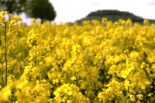 Close Up Of A Flowering Yellow Raps Field