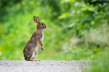 Canvas Print - An Eastern Cottontail Rabbit in a trail in Mississauga, Ontario, Canada
