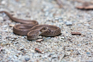 Canvas Print - DeKay's brown-snake as seen on a trail in Ontario, Canada