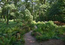 Green English Garden With Plants And Trees