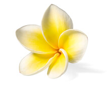Fresh Yellow Frangipani Flower Isolated On White
