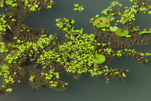Natural Green Duckweed On The Water For Background Or Texture.