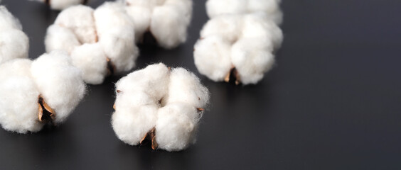 Cotton flowers isolated on black background. studio shot flat lay top view angle. White cotton flowers represent soft gentle and  delicate. Showing texture of cotton by close up shot.  