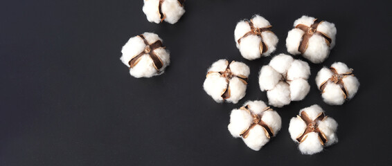 Wall Mural - Cotton flowers isolated on black background. studio shot flat lay top view angle. White cotton flowers represent soft gentle and  delicate. Showing texture of cotton by close up shot.  