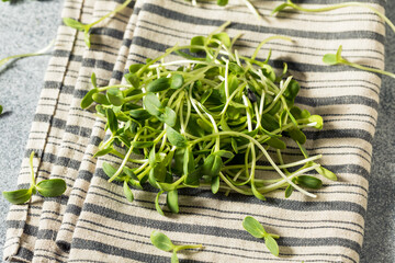 Canvas Print - Raw Green Organic Sunflower Sprouts