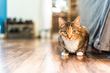 Fototapeta Koty - cat on the floor
