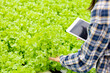 Leinwandbild Motiv Analyze and study research on organic vegetable.