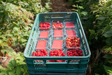 Stack Of Plastic Crates With Raspberry