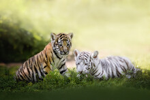Two Young Bengal Tiger Cubs Resting On Grass, Close Up Portrait