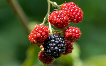 Closeup Shot Of Fresh Blackberries Ripening On A Branch Against A Blurred Background