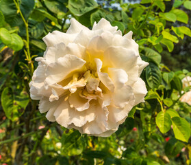 Wall Mural - Yellow Rose Details