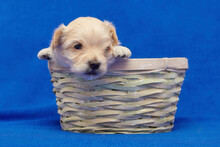 Small Puppy Maltipu Is Sitting In A Wicker Basket. Photo Shoot On A Blue Background