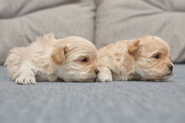 Wall Mural - two very small maltipu puppies are lying next to each other