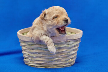 Wall Mural - small puppy maltipu is sitting in a wicker basket. photo shoot on a blue background