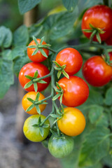 Wall Mural - Tomatoes grow on a stem in the garden bed