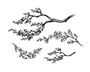 Wall Mural - blooming cherry branches.