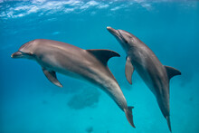 Couple Of Indo-Pacific Bottlenose Dolphins (Tursiops Aduncus) Swims In The Blue