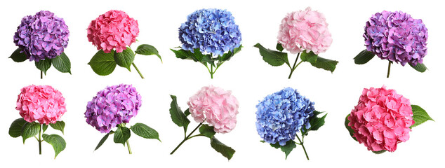 Sticker - Set with delicate beautiful hortensia flowers on white background. Banner design