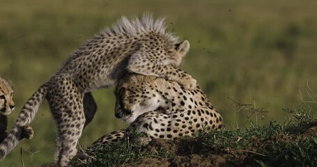 close-up front view of two cute young cheetah cubs interacting with their mother while lying on a te