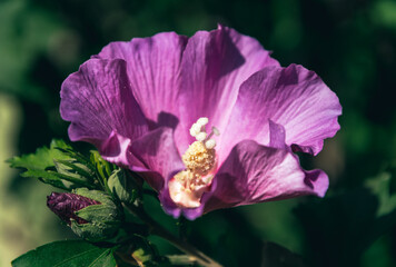 Wall Mural -  Purple chinese hibiscus flower in the sun